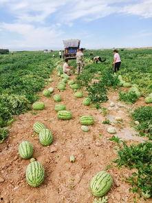 吃瓜正能量基地,传递欢乐，收获成长