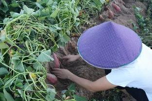 吃土瓜根表现,吃土瓜根的奇妙体验