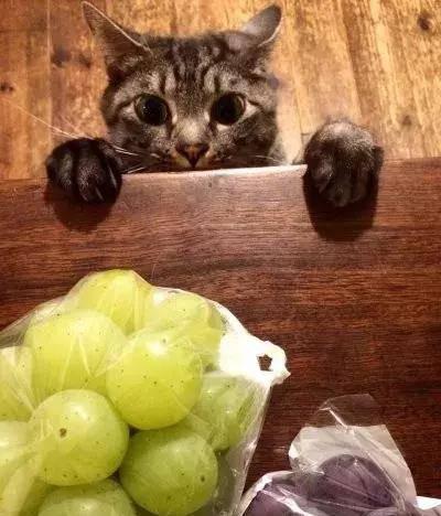 猫咪可以吃瓠瓜吗怎么吃,瓠瓜的正确食用方法