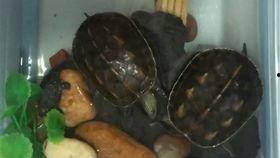 一只吃瓜鸭,揭秘鸭界“吃瓜群众”的日常