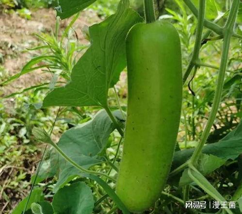 建国带大家吃瓜,建国带你领略美食与娱乐的跨界盛宴