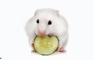 小仓鼠吃瓜吗,小仓鼠的夏日瓜果时光