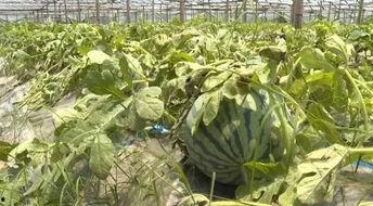 温州苍南吃瓜事件,一场网络热议背后的真相与反思