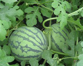 怀孕可吃腌瓜吗,腌瓜在孕期是否适宜食用