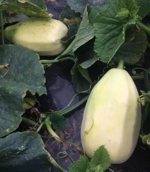 脆瓜是蒲瓜吗怎么吃,蒲瓜的独特食法探索