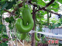 吃瓜的海宝,揭秘娱乐圈幕后风云