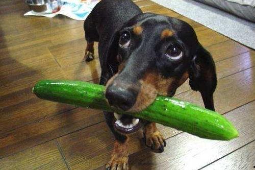 狗狗可以吃蒿瓜吗,揭秘狗狗饮食中的绿色选择