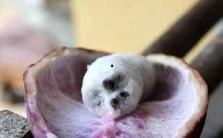 蜂蜜瓜八月瓜怎么吃