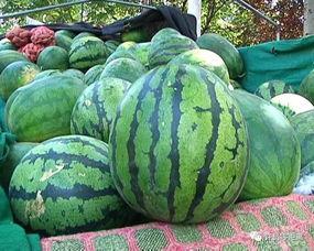 不熟的瓜吃么,敢吃吗？揭秘食品安全与冒险尝鲜的边界