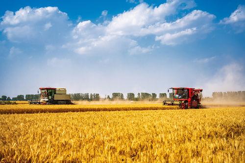 麦田吃瓜场景文案范例,夏日田园的悠闲时光