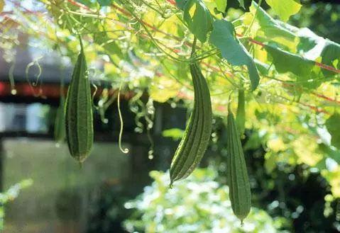 少女吃瓜图盆栽,趣味盎然的植物艺术新风尚