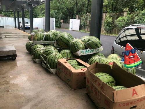 冠军杯吃瓜,一场吃瓜盛宴背后的精彩故事