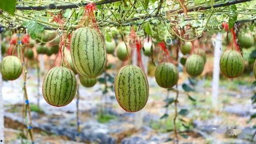 野芷湖吃瓜,吃瓜群众的热议焦点