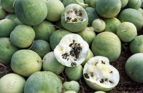 吃瓜群众吃瓜的来源,揭秘“吃瓜群众”的瓜源之谜