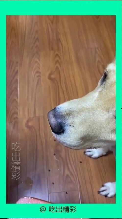 狗吃酥瓜吐了,宠物饮食安全需注意