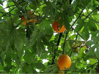 动物吃不吃吊瓜,动物饮食偏好揭秘