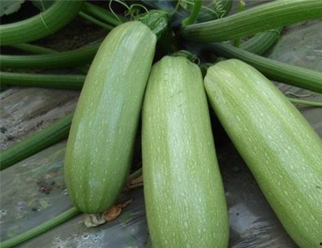 解放西最新吃瓜,揭秘网红美食背后的故事