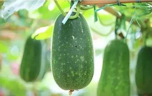 春和吃瓜,春和吃瓜，共享田园时光