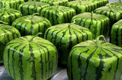 不卡吃瓜,畅享轻松娱乐时光