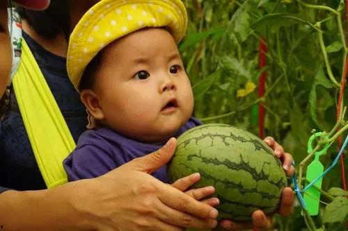 吃瓜正规群,网络社交新现象背后的故事