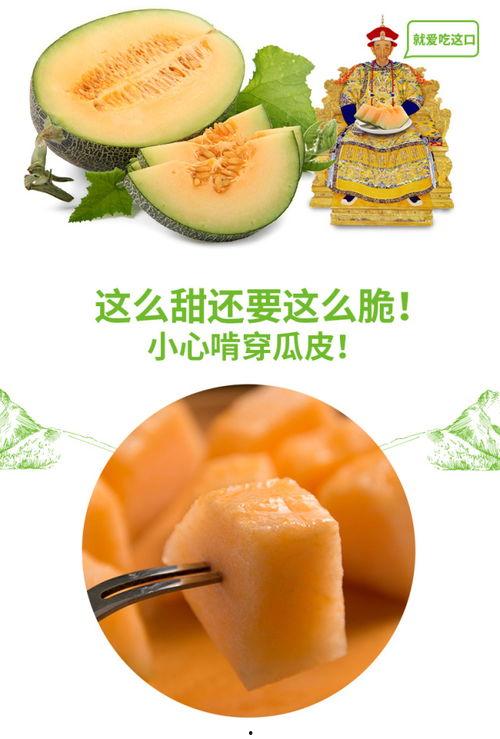 小猫吃瓜蜜瓜图片