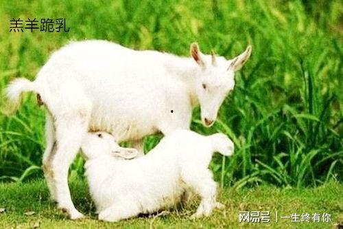 玩偶吃瓜小羊,玩偶小羊的奇妙吃瓜之旅