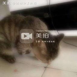 喵喵吃瓜无广告,畅享无广告的清新娱乐时光