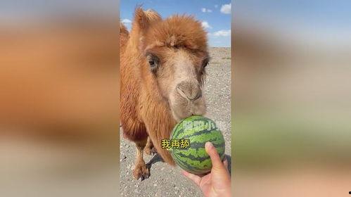 骆驼吃瓜,骆驼与瓜果的奇妙邂逅