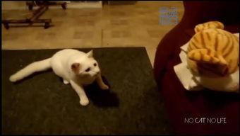 吃瓜猫解说频道,揭秘娱乐圈幕后故事，带你领略明星真实生活